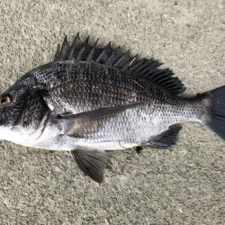 イチノ兄弟、釣果!