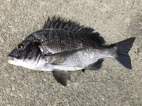 イチノ兄弟、釣果!