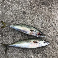 太刀魚遠征3回目