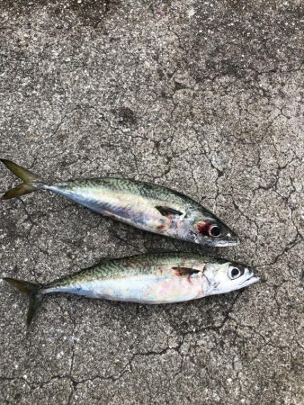 太刀魚遠征3回目