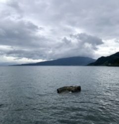 ロックフィッシュ