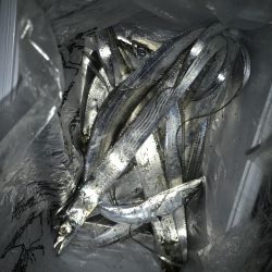 夕マズメの太刀魚釣り