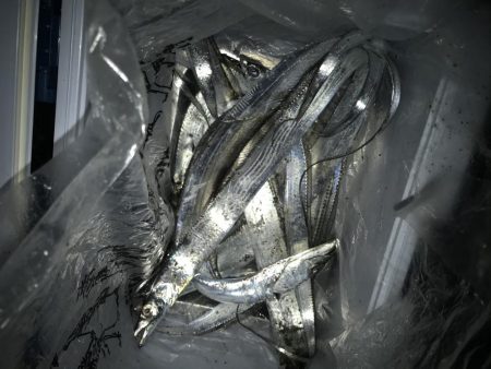 夕マズメの太刀魚釣り