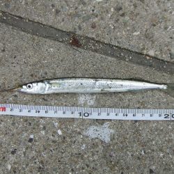 やっとサヨリが釣れた！楽しい！