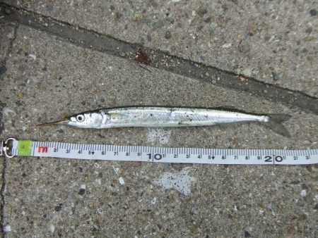 やっとサヨリが釣れた！楽しい！