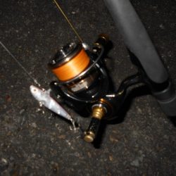 入れ食いは開始時のみ???