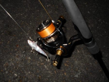 入れ食いは開始時のみ???