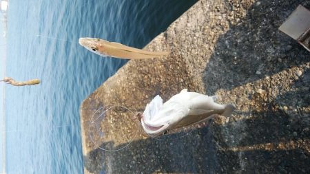活性が上がり始めた播磨新島のキス