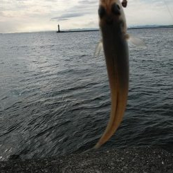 今日も買い物待ち釣行