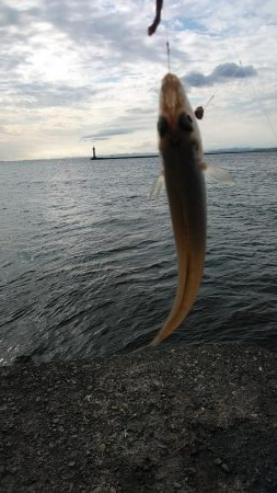 今日も買い物待ち釣行