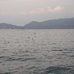 アタリが分かるようになってきました。