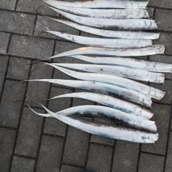 太刀魚リベンジ