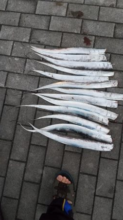 太刀魚リベンジ