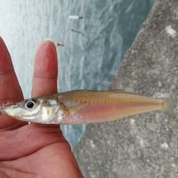 津居山漁港のキス調査