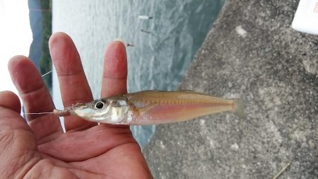 津居山漁港のキス調査