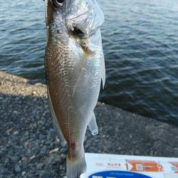 播磨新島のキス調査