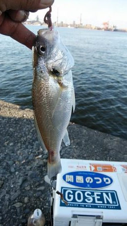 播磨新島のキス調査