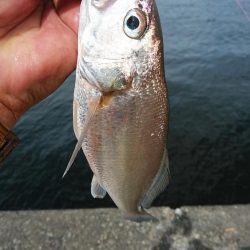 活性が下がった新島釣行のキス