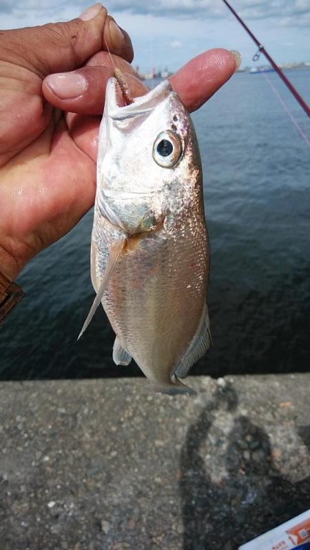 活性が下がった新島釣行のキス