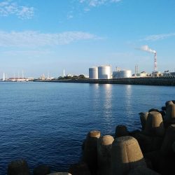 高砂港のキス調査