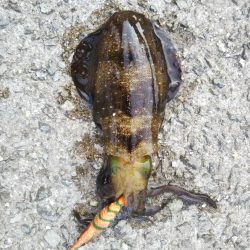 アオリイカ新子調査