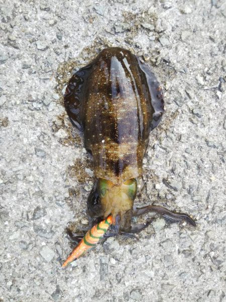 アオリイカ新子調査