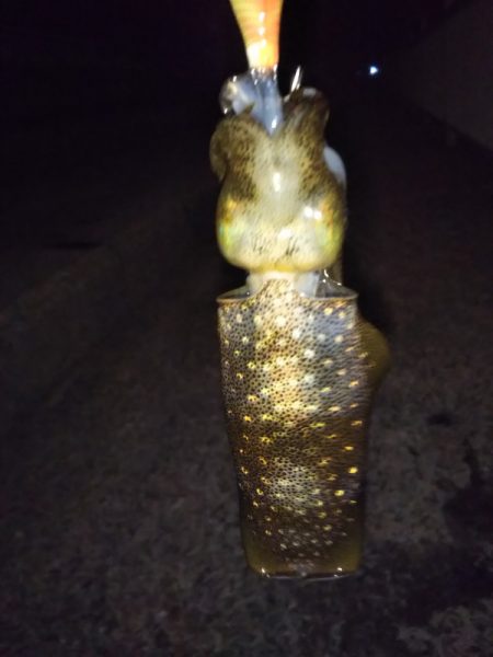 アオリイカ新子調査Ⅲ