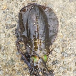 アオリイカ新子調査Ⅴ