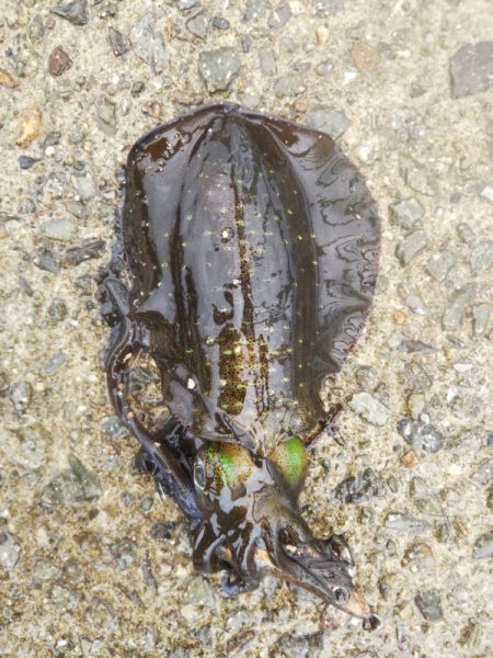 アオリイカ新子調査Ⅴ