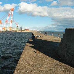 播磨新島のキス調査