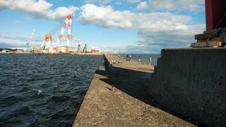 播磨新島のキス調査