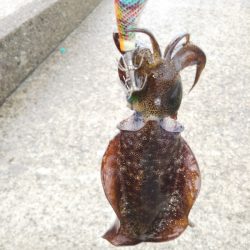 久しぶりの親アオリ