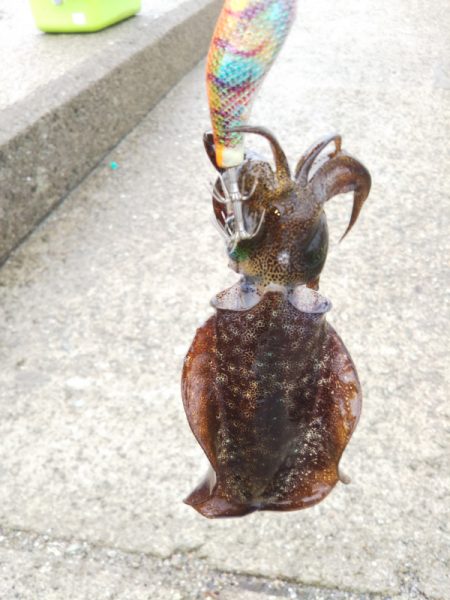 久しぶりの親アオリ