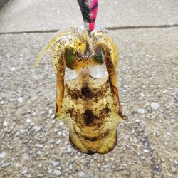 アオリイカ新子調査Ⅶ