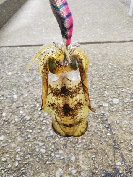 アオリイカ新子調査Ⅶ