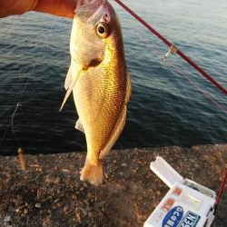 活性が上がらない播磨新島のキス