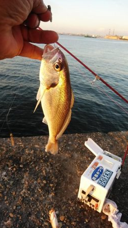 活性が上がらない播磨新島のキス