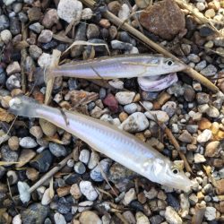 チョイ投げのキス釣りで95匹の大漁