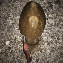 久しぶりのコウイカ