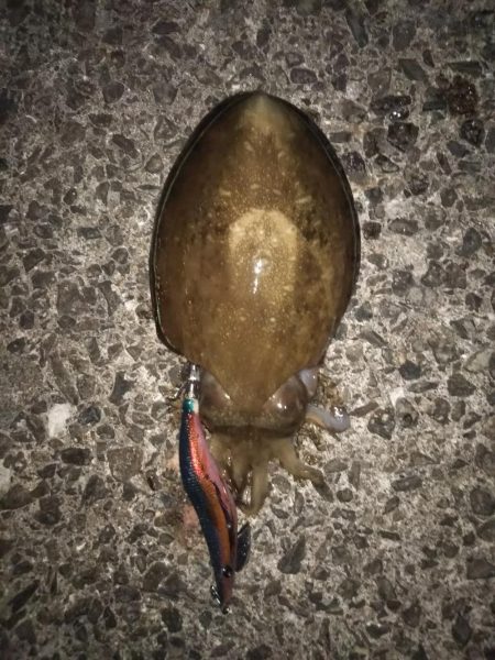 久しぶりのコウイカ