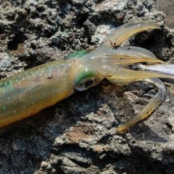 一年ぶりのエギング釣行