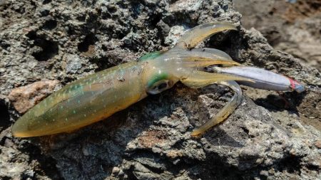 一年ぶりのエギング釣行