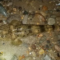 シャローズル引き