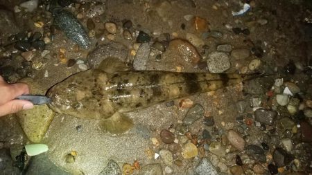 シャローズル引き