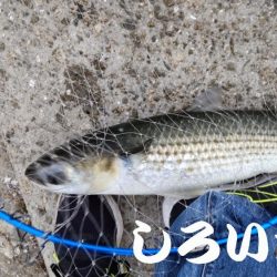 今回はグレでした。