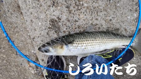 今回はグレでした。