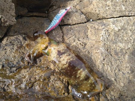 越前秋イカ初戦