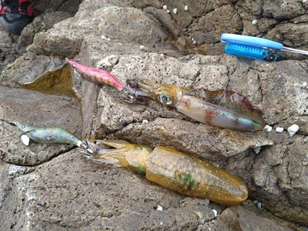 波高1メートルのエギング