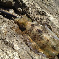 追い風で竿抜けポイントで連発