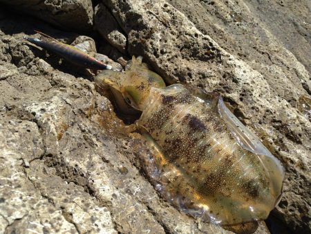 追い風で竿抜けポイントで連発